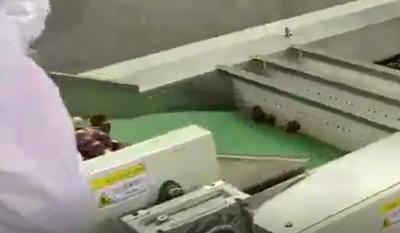 কার্বন ইস্পাত 220V জুজুবস বাছাই মেশিন বাছাই উত্পাদন লাইন